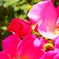 薔薇
