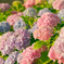 紫陽花　ふわり