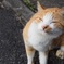 かいかい