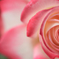 薔薇Ⅳ