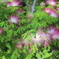 花3