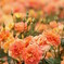 薔薇(ブラスバンド)