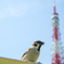 スズメと東京タワー