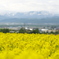 作付け面積日本一滝川の菜の花畑
