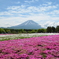 芝桜と