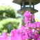 亀戸天神社にて