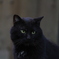 黒猫