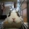 Facing Rabbit