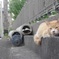 猫くん