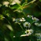凛として咲く花