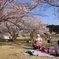 親子と桜