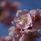 河津桜