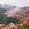 吉野の桜