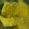 菜の花
