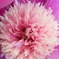 芍薬