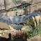 怪鳥飛来