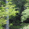 新緑の阿弥陀ヶ滝