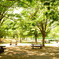 光りの公園