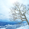 Dancing tree in the snow world