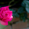 rose..*