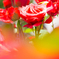 Red Rose