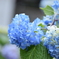 紫陽花