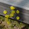 名もしれぬ花。