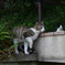 足上げねこ＃２