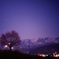 cherry blossom  ×  star