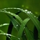 雨上がりの葉上