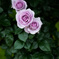 紫の薔薇