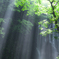 Shower of the light
