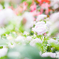 美しい花がある。花の美しさといふ様なものはない。