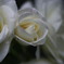 街の花