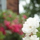 光より白き薔薇