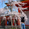 桜にタッチ