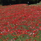 Fleurs Rouges 2