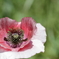 une Fleur