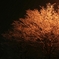 colored snow tree