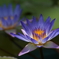 フラワーセンターにて5/23 ⑧DSC00354
