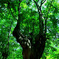 Large tree...