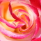 Pink Typhoon