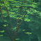 ダム湖の春