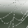 Spider's jewelry