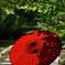 紅葉と和傘　赤