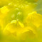 菜の花