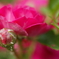薔薇