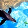 diver