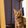 猫カフェ
