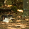 美人ねこ2
